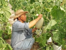 Vietnam, NZ agriculture ministers talk farm produce improvements