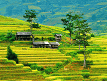 mu cang chai highlights vietnam beauty says cnbc