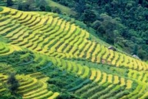 vietnam rice fields look amazing and monitory from the space