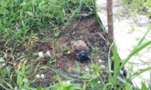 mechanical demining systems optimized to be cost effective