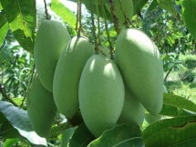 us permits import of vn mangos