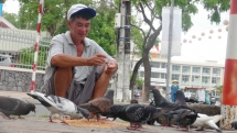 vietnamese man with hard earned money feeds pigeons for inner peace happiness amidst urban hustle