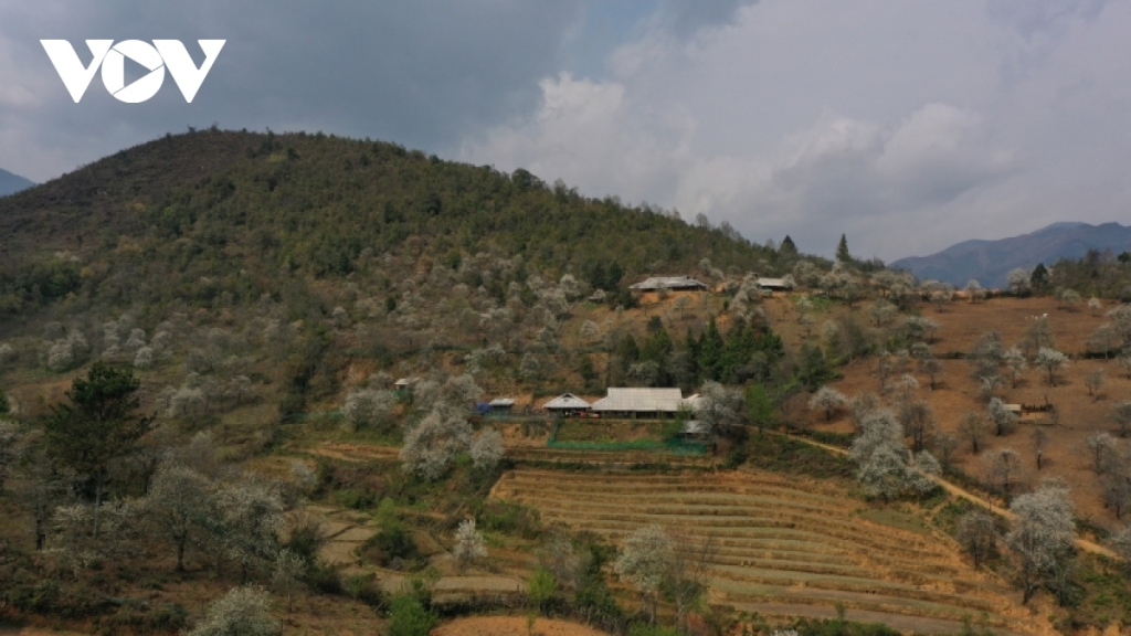 Живописная красота деревни Лиммонг в сезон цветения боярышника
