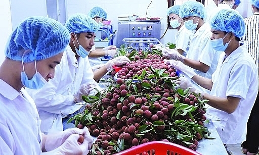 Онлайн-семинар по импорту и экспорту сельскохозяйственной продукции на китайский рынок Онлайн-семинар по импорту и экспорту сельскохозяйственной продукции на китайский рынок