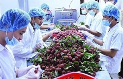 Онлайн-семинар по импорту и экспорту сельскохозяйственной продукции на китайский рынок