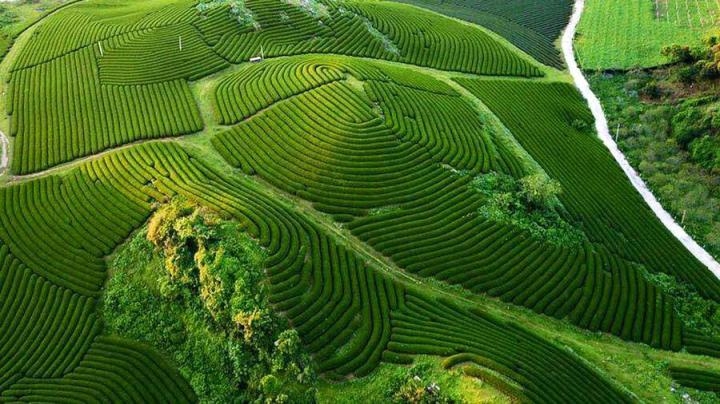 Увидеть чайную плантацию Мокчоу с высоты птичьего полета