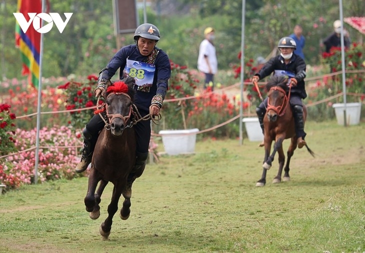 Увлекательное соревнование по скачкам в самой большой долине роз во Вьетнаме