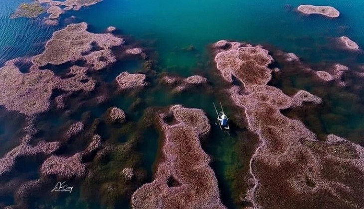 Красота озера с розовыми водорослями в Ламдонге