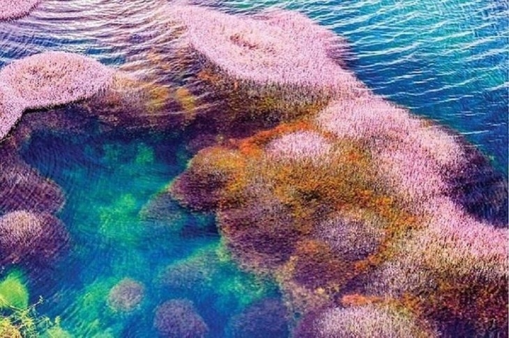Красота озера с розовыми водорослями в Ламдонге