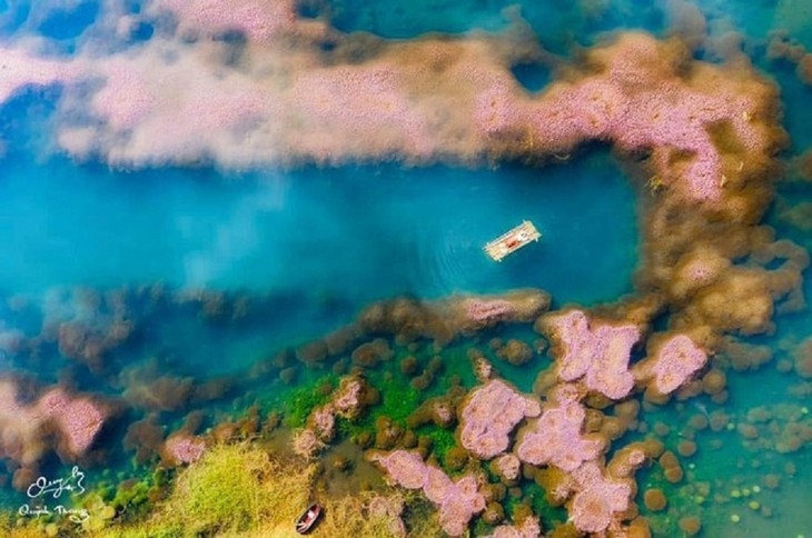 Красота озера с розовыми водорослями в Ламдонге