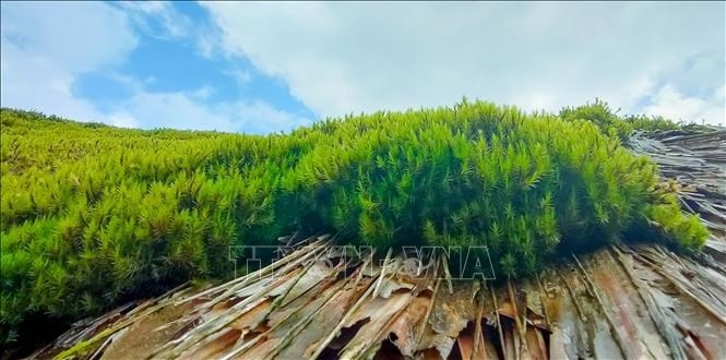 Мшистые крыши этноса на хребте Тэйконлинь