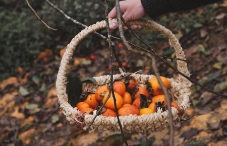 Сезон хурмы на плато Мокчоу
