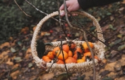 Сезон хурмы на плато Мокчоу