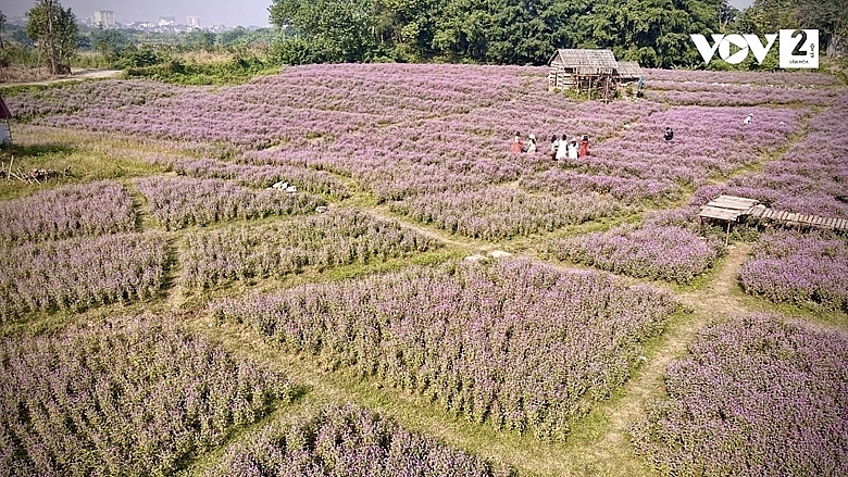 Сад цветов гомфрена в Ханое