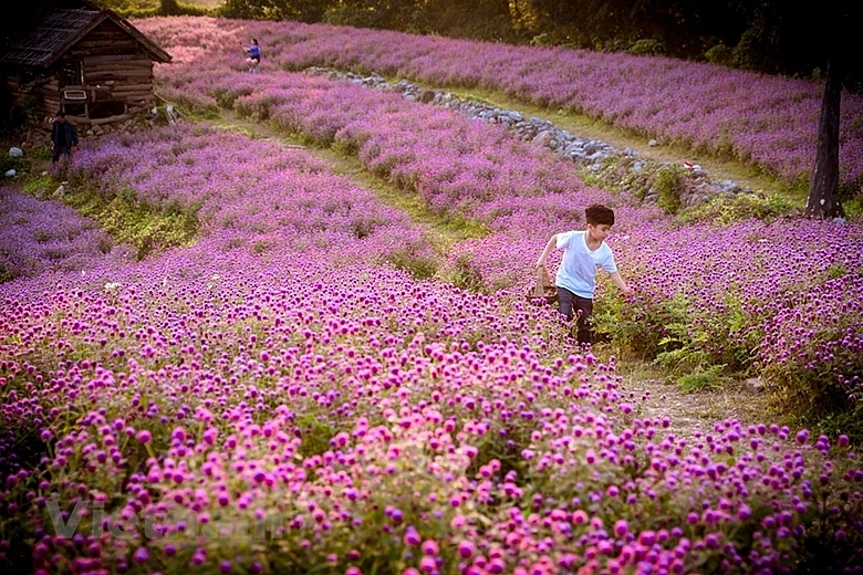 Сад цветов гомфрена в Ханое