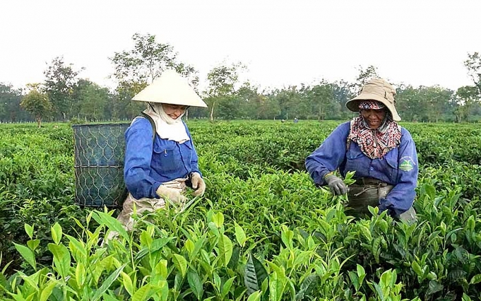 Doanh nghiệp Việt kiều tìm lối xuất ngoại cho nông sản Gia Lai doanh nghiep viet kieu tim loi xuat ngoai cho nong san gia lai