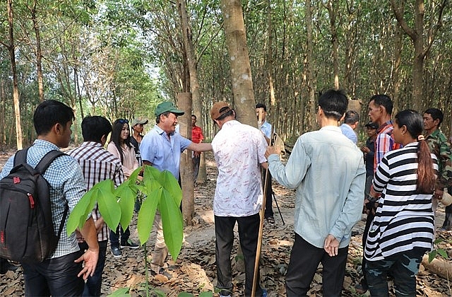 Ngành cao-su Việt Nam tạo việc làm cho hơn 15.000 người lao động Campuchia nganh cao su viet nam tao viec lam cho hon 15000 nguoi lao dong campuchia
