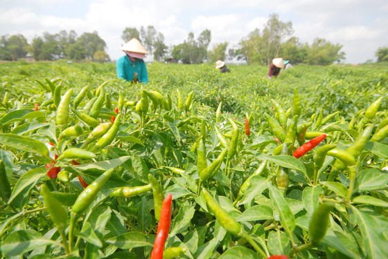 Tăng cường đưa rau và gia vị Việt sang châu Âu ảnh 2