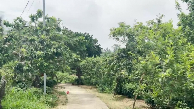 Hái mận tam hoa cổ thụ