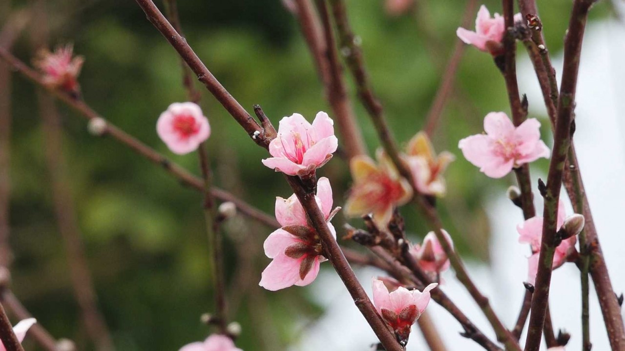 Nghề trồng hoa đào