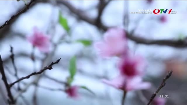 Hoa đào Vân Đồn