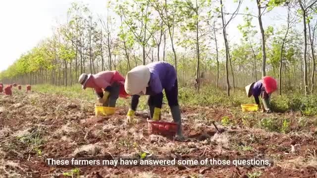 [Video] CARE hỗ trợ hơn 8.000 người áp dụng phương pháp canh tác bền vững