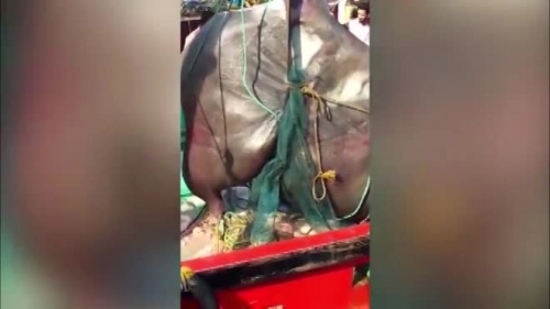 Video: Choáng cảnh ngư dân câu được con cá đuối "khủng" nhất thế giới nặng 1,3 tấn