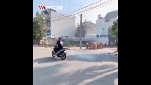 Video: "Quái xé" nẹt pô xe máy bị đàn bò hơn chục con đuổi chạy trối chết