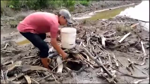 cá thòi lòi