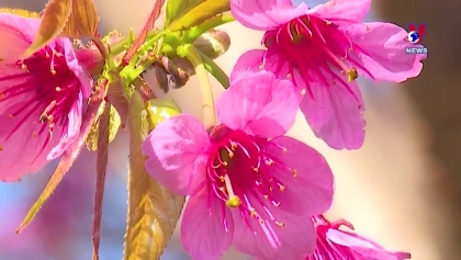 野桃花铺就赫蒙族致富路