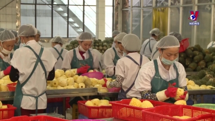 2024年越南果蔬出口额有望达到70亿美元