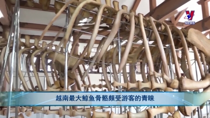 越南最大鲸鱼骨骼颇受游客的青睐